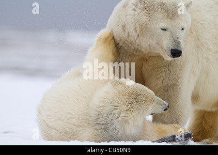 Polar Bears (Ursus maritimus) mother with cub playing in snow on a beach at Kaktovik, Barter Island, Alaska in October Stock Photo