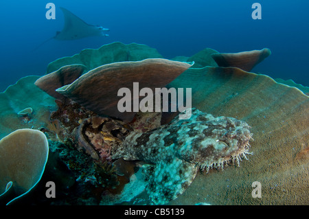 A tassled wobbegong shark, Eucrossorhinus dasypogon, sits on the coral as a manta ray, Manta birostris, passes by, Raja Ampat, W Stock Photo