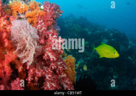 Soft corals, Dendronephthya sp., and an orange spotted trevally, Carangoides bajad, Raja Ampat, West Papua, Indonesia, Pacific Stock Photo