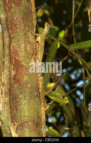Barred gliding lizard - Draco taeniopterus - Draco is a genus of agamid ...