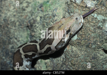 Sri Lanka python (Python molurus pimbura) aka Ceylonese Python at Yala ...