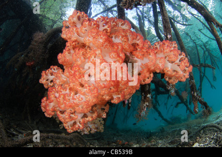 Soft corals growing on the roots of mangrove trees, Dendronephthya sp., Blue Water Mangroves, Raja Ampat, West Papua, Indonesia, Stock Photo