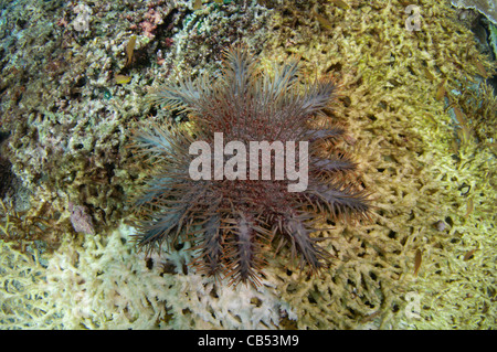 A crown of thorns starfish, Acanthaster planci, slowly devours a large table coral, Acropora sp., Raja Ampat, West Papua
