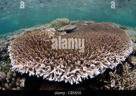 Hard coral garden with a variety of table, leather, and staghorn corals, Acropora sp., Porites sp., Litophyton sp., sarcophyton Stock Photo