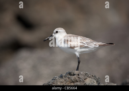 Sanderling, Calidris alba, at the small island Granito de Oro, on the east side of Coiba Island National Park, Pacific coast, Panama. Stock Photo