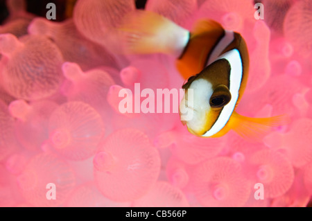 Clark's Anemonefish, Amphiprion clarkii, in pink bubble tip anemone, Sangeang Volcanic Island, Nusa Tenggara, Indonesia, Pacific Stock Photo