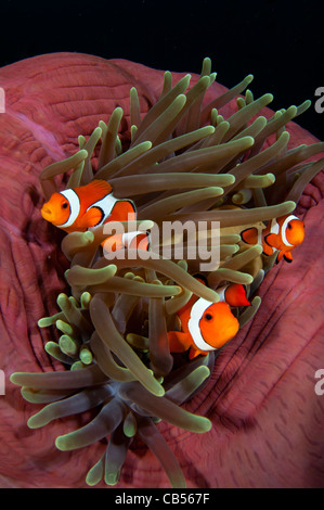 False clownfish, Amphiprion ocellaris, in a balled up magnificent anemone, Heteractis magnifica, Cannibal Rock, Komodo Stock Photo