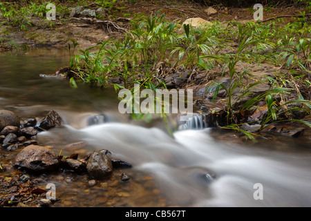River stream beside the old overgrown Camino Real trail in Portobelo national park, Republic of Panama. Stock Photo