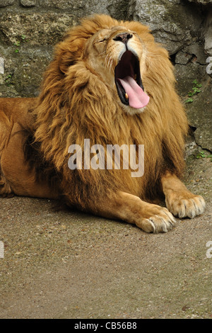 Big african lion yawn after feed Stock Photo