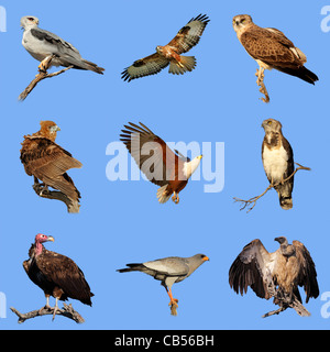 Collection of various species of African birds of prey on a blue sky background Stock Photo