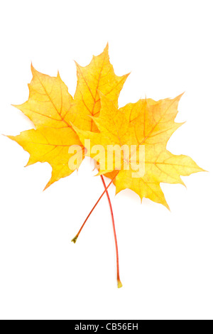 Autumn yellow maple leaf isolated on white background Stock Photo