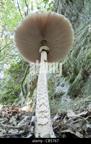 Parasol mushroom (Macrolepiota procera) seen from below. Stock Photo