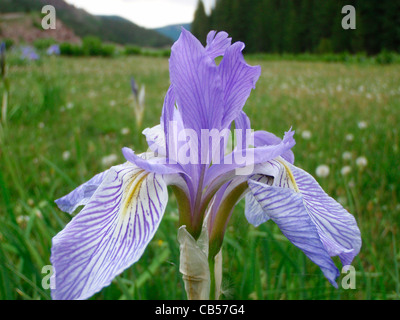 Wild Iris Iris missouriensis South San Juan Wilderness Colorado USA Stock Photo