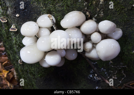 Oudemansiella mucida (tricholomatales) on a log. Stock Photo