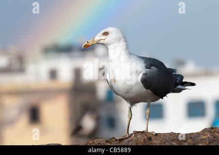 Seagull, Essaouira,Morocco Stock Photo