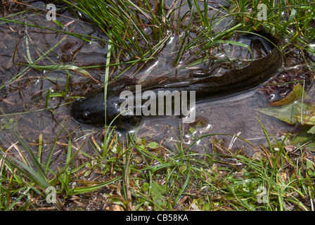 Tiger Salamander Ambystoma tigrinum Larval Form Weminuche Wilderness Colorado USA Stock Photo