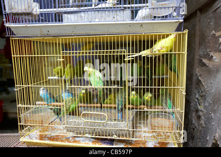 canaries for sale in a cage at yuen po street bird garden mong kok district kowloon hong kong hksar china Stock Photo