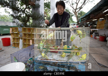 chinese woman feeding canaries for sale in a cage at yuen po street bird garden mong kok district kowloon hong kong hksar china Stock Photo