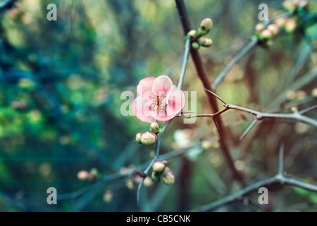 Branches of the bush with pink buds closeup Stock Photo