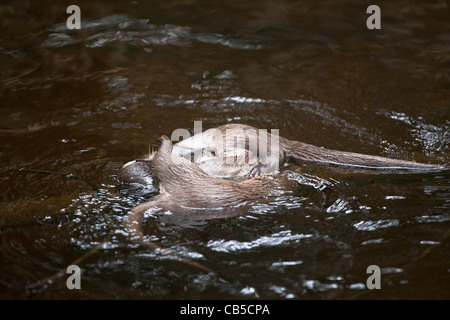 Captive young European Otters (Lutra lutra) playfighting in the water Stock Photo