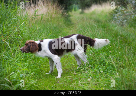 Drentsche Patrijshond / Dutch Partridge Dog / Drent spaniel type Stock ...