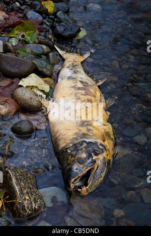 Fish chum hi-res stock photography and images - Alamy