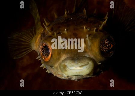 Orbicular Burrfish portrait, Cyclichthys orbicularis, Lembeh Strait, Manado, North Sulawesi, Indonesia, Pacific Ocean Stock Photo