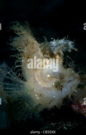 Weedy scorpionfish portrait, Rhinopias frondosa, Lembeh Strait, Manado, North Sulawesi, Indonesia, Pacific Ocean Stock Photo