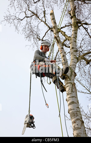 Young Danish forester in full timber felling gear felling a tall birch tree with his power chain saw in Denmark, Scandinavia Stock Photo