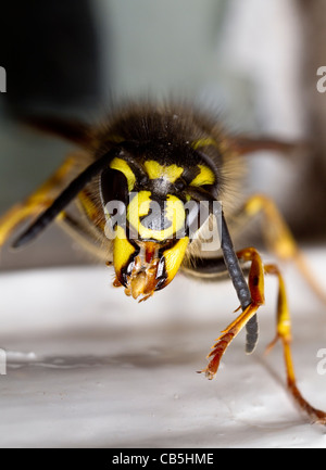 Anterior view of a queen wasp, vespula vulgaris, grooming her left antenna Stock Photo