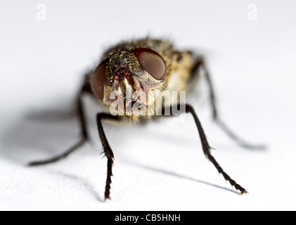 Cluster fly (Pollenia rudis) female, front view Stock Photo