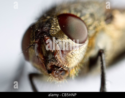 Cluster fly (Pollenia rudis) female, close-up of face Stock Photo