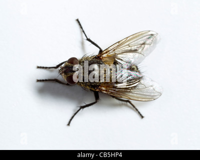 Cluster fly (Pollenia rudis) female, dorsal view Stock Photo