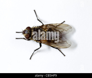 Cluster fly (Pollenia rudis) female, dorsal view Stock Photo