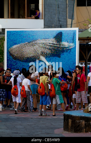 galapagos school whaleshark wild poster tourists Stock Photo