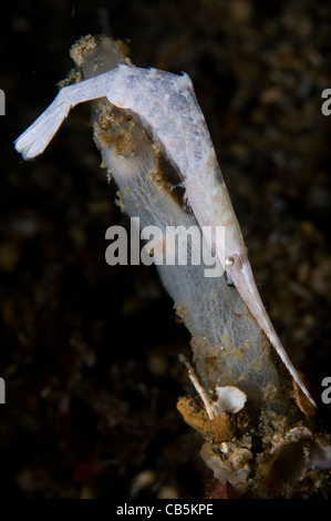 White ocellated tozeuma shrimp, tozeuma lanceolatum, Lembeh Strait, Manado, North Sulawesi, Indonesia, Pacific Ocean Stock Photo