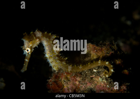 Thorny seahorse portrait, Hippocampus hystrix, Lembeh Strait, Bitung, Manado, North Sulawesi, Indonesia, Pacific Ocean Stock Photo