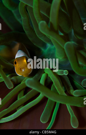 False clown anemonefish, Amphiprion ocellaris, with tongue parasite, Cymothoa exigua, Lembeh Strait, , Manado, North Sulawesu Stock Photo