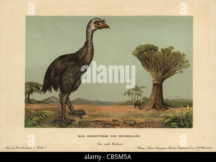 Moa, Dinornis novaezealandiae, extinct giant bird of New Zealand. Stock Photo