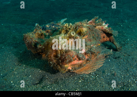 Estuary stonefish pair, Synanceia horrida, Lembeh Strait, Bitung, Manado, North Sulawesi, Indonesia, Pacific Ocean Stock Photo