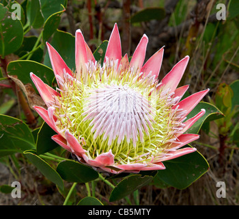 The King or Giant Protea, South Africa's national flower. Stock Photo