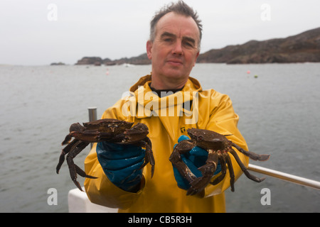 Local fisherman Neil Cameron shows creel-caught velvet and Green Crab caught between Fionnphort and Iona. Stock Photo