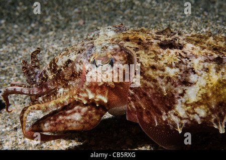The Common Cuttlefish or European Common Cuttlefish (Sepia officinalis) Stock Photo