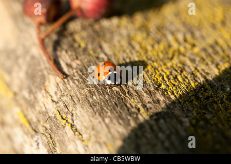 Macro of a 7-Spot Ladybird (Coccinella 7-punctata) walking on a wooden bench Stock Photo