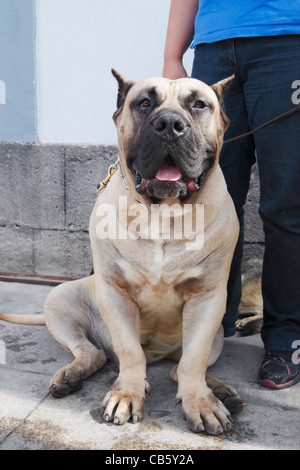 70kg Perro de Presa Canario breed dog from The Canary Islands Stock Photo