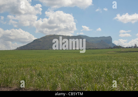 Island of Mauritius. Rugged volcanic countryside with typical sugar cane fields. Stock Photo