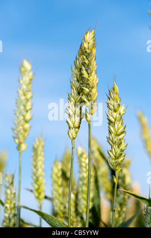 Heads of ripening wheat on stalk. Stock Photo