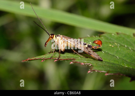 Common scorpion-fly male (Panorpa communis: Panorpidae) UK Stock Photo