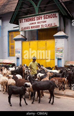 India, West Bengal, Kolkata, Chowringhee, Suddar Street, flock of goats outside St Thomas’ Day School Stock Photo