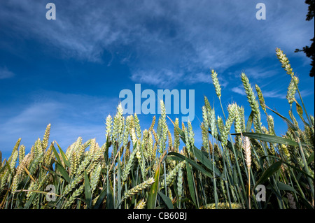 Heads of ripening wheat on stalk. Stock Photo